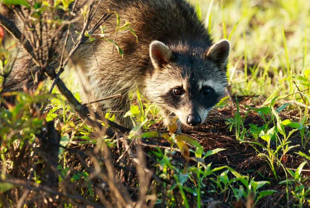 Raccoon Problem Signs