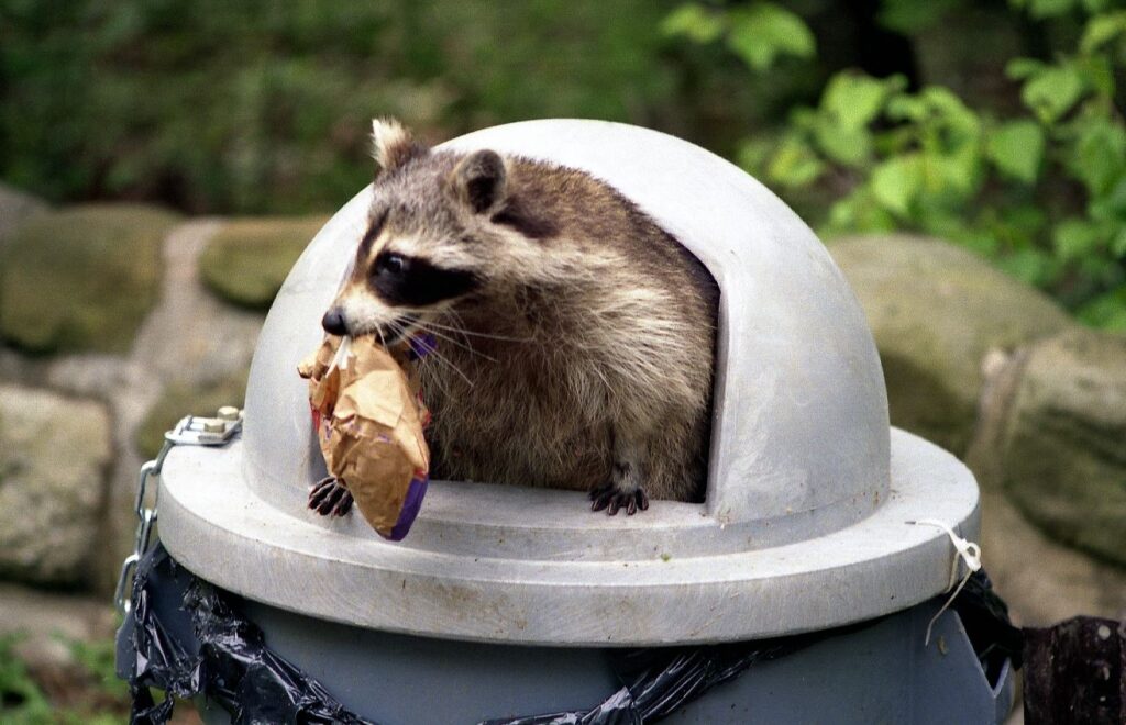 Raccoon Removal