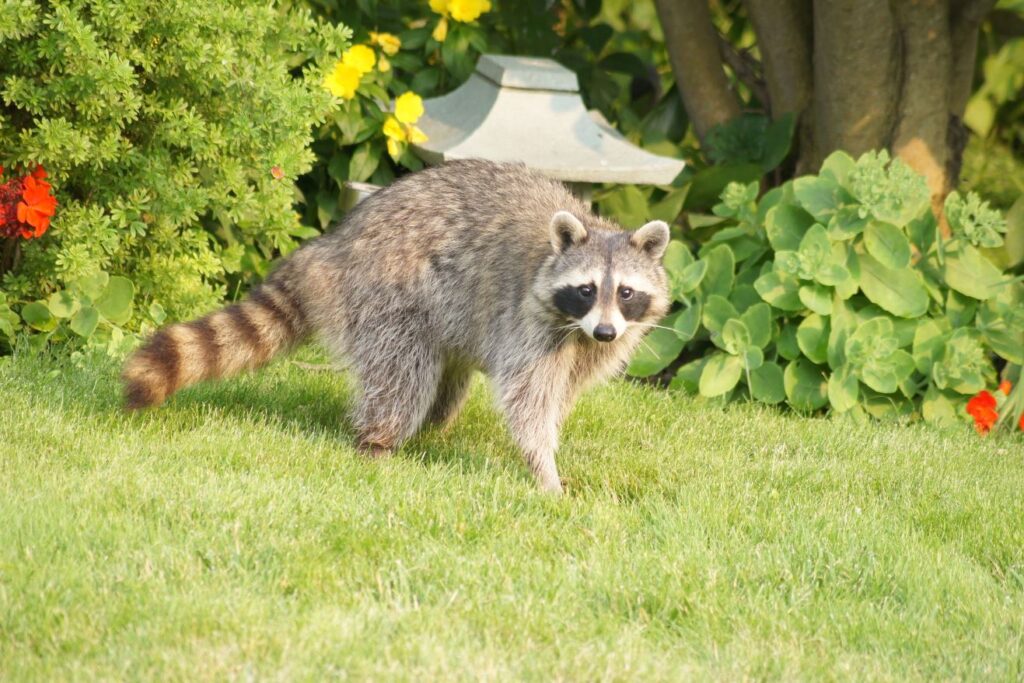 Raccoon Removal