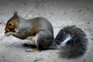 Squirrel Removal