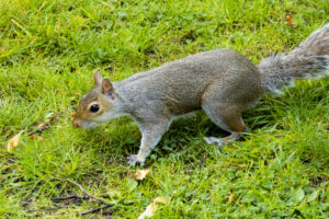 Squirrel Problem Signs