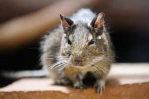 Rodent Infestation Signs